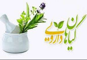 رونق کشت گیاهان دارویی در اسفراین