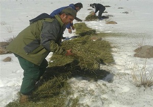 علوفه رسانی به حیات وحش سقز در برف و سرما