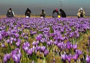 کشت ۳۳ هکتار زعفران در اراضی کوهدشت