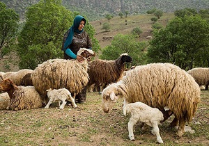 اجرای بزرگترین طرح عمرانی حوزه عشایری استان در پارس آباد