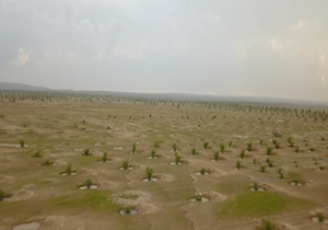 نهالستان مهران؛ سنگر مقابله با ریزگرد در غرب کشور + فیلم