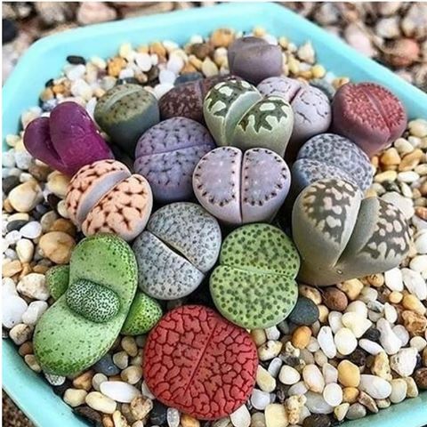 کدام سنگ ها در خانه  به گل تبدیل می شوند ؟