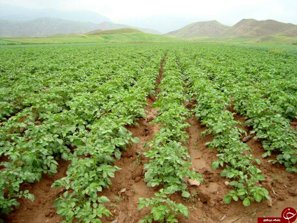 برداشت سیب زمینی طرح استمرار در عنبرآباد