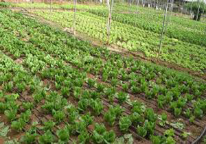 کشت ۳۸۰ هکتار کاهو در آمل