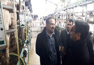 بازدید معاون استاندار از  پروژه گاوداری ماهیدشت