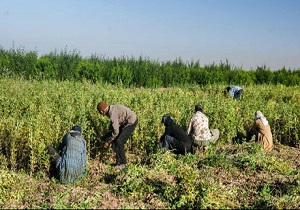گلایه کشاورزان از روند اجرای یک بخشنامه