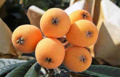 برای افزایش وزن کودک چه کنیم؟/درمان 12 بیماری با تخم بلدچین/چه ماهی&zwnj;هایی در دوران بارداری مجاز است؟