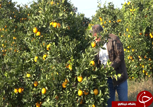 جوان سازی باغ&zwnj;های قدیمی مرکبات مازندران با پرداخت تسهیلات میلیونی +فیلم