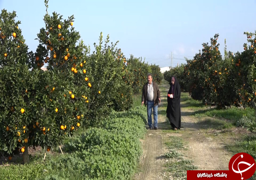 جوان سازی باغ&zwnj;های قدیمی مرکبات مازندران با پرداخت تسهیلات میلیونی +فیلم