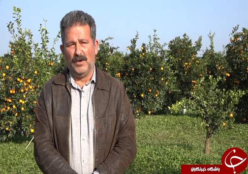 جوان سازی باغ&zwnj;های قدیمی مرکبات مازندران با پرداخت تسهیلات میلیونی +فیلم
