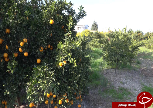 جوان سازی باغ&zwnj;های قدیمی مرکبات مازندران با پرداخت تسهیلات میلیونی +فیلم
