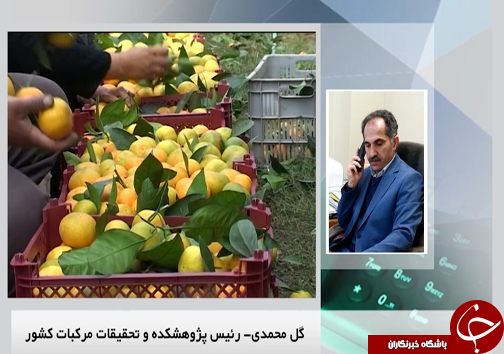 جوان سازی باغ&zwnj;های قدیمی مرکبات مازندران با پرداخت تسهیلات میلیونی +فیلم