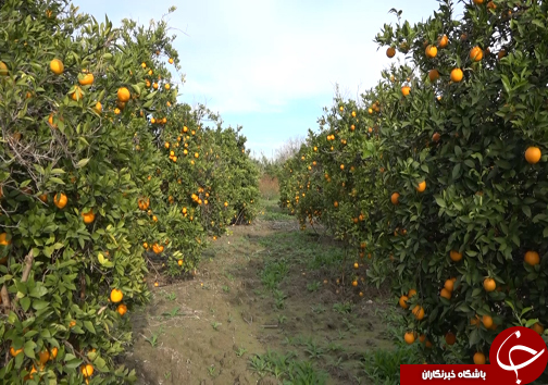 جوان سازی باغ&zwnj;های قدیمی مرکبات مازندران با پرداخت تسهیلات میلیونی +فیلم