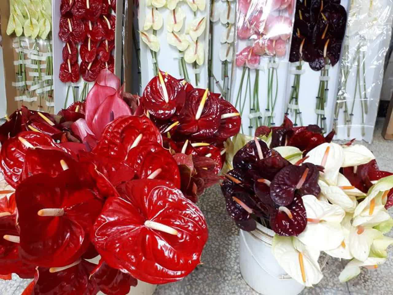 حرم حضرت زینب(ع) گلباران می شود+تصاویر