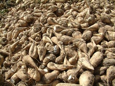 کارخانه&zwnj;ای که تمام نیاز چغندر قند کشور را پاسخ می&zwnj;دهد + فیلم