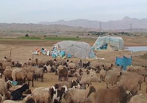 نقش عشایر در تولید گوشت و لبنیات در استان لرستان + فیلم