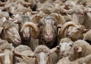 گوسفندی که سرنوشت تولید دام یک استان را تغییر داد + فیلم