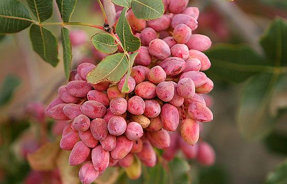 توجه به تولید پسته ارگانیک در ایران