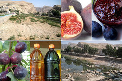 &nbsp;۳۶۰۰ نفردرصنایع تبدیلی کشاورزی همدان &nbsp;اشتغالزایی شدند
