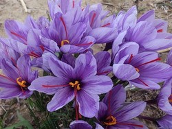 کاهش ۲۵ درصدی تولید زعفران در منطقه تربت حیدریه