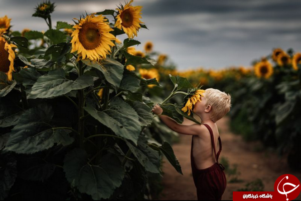 عکس روز نشنال جئوگرافیک از پسربچه&zwnj;ای در میان گل&zwnj;های آفتابگردان