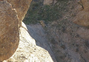 تصویر برداری از یک قلاده پلنگ در استان قزوین