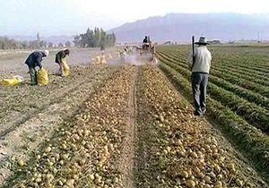 ایجاد ۳۲۰ شغل در بخش کشاورزی شهرستان البرز