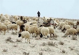 محکومیت میلیاردی قاچاقچیان احشام در آذربایجان غربی