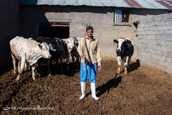 واکسیناسیون تب برفکی در روستای سید حسن الهایی