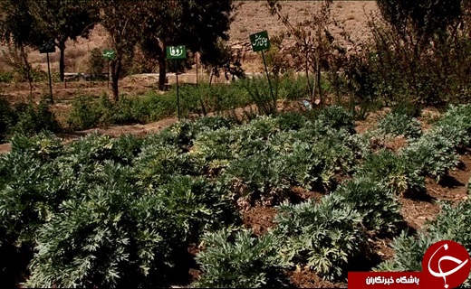بانوی کار آفرین یزدی در عمل فعل &ldquo;خواستن توانستن &ldquo;است رامعنا می&zwnj;کند