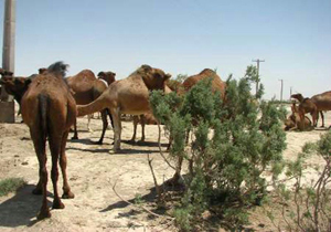شناسایی قرق شترداران در تالاب بین المللی هامون