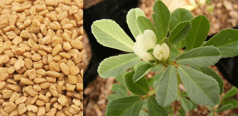 غذایی محلی با خاصیت ضدویروسی قوی/ دیابتی&zwnj;ها از این آش خوشمزه غافل نشوند