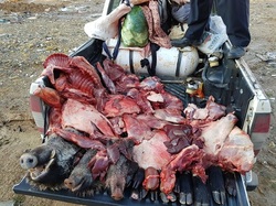 دستگیری شکارچیان گراز در جوانرود و دالاهو