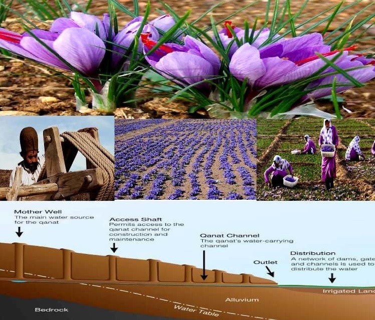 زعفران گناباد در زمره میراث کشاورزی جهان قرار گرفت