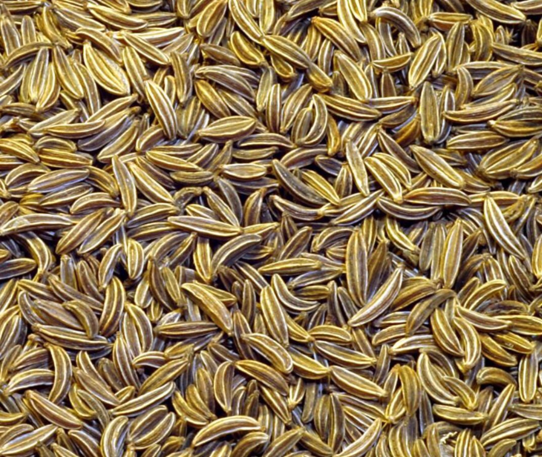 با این گیاه ۳ بیماری دردناک را از بین ببرید/ ۲ روش مؤثر برای استفاده از دمنوش جو دوسر