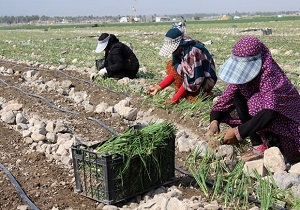 اختصاص 40 هکتار از اراضی شوشتر به کشت پیاز