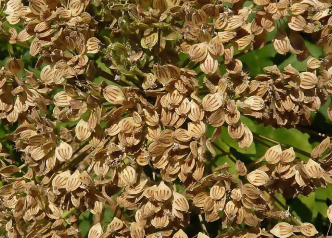 از خواص فوق&zwnj;العاده زنیان چه&zwnj; می&zwnj;دانید؟/ ۲ روش مؤثر برای استفاده از دمنوش جو دوسر