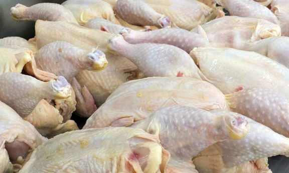 واسطه‌ها بازار مرغ را خراب کرده‌اند