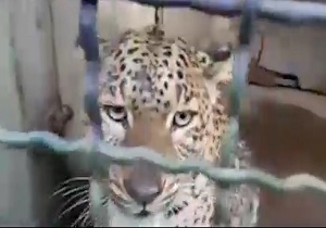 پلنگ پارک ملی تندوره درمان شد + فیلم