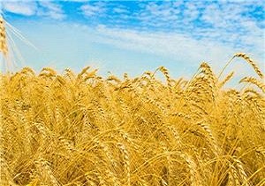 تولید سالانه 500 هزار تن محصولات زراعی و دامی در بیله سوار