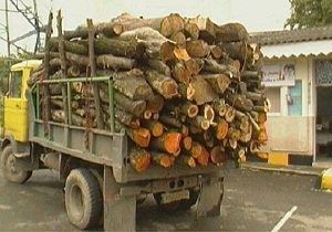 چوب های قاچاق به شمال کشور نرسید
