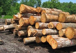 کشف ۷ تریلی حامل چوب‌آلات جنگلی و غیر جنگلی در اردبیل