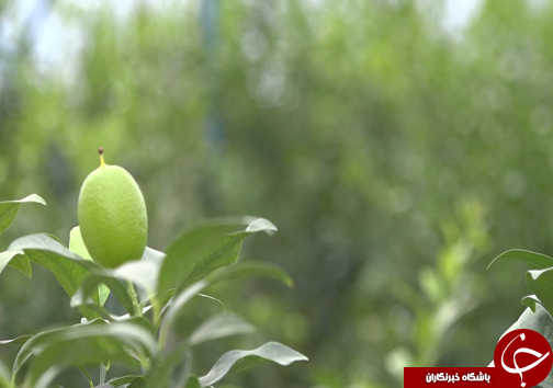 گلخانه&zwnj;هایی به وسعت یک روستا + فیلم