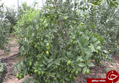 گلخانه&zwnj;هایی به وسعت یک روستا + فیلم