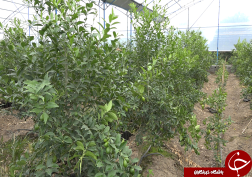 گلخانه&zwnj;هایی به وسعت یک روستا + فیلم