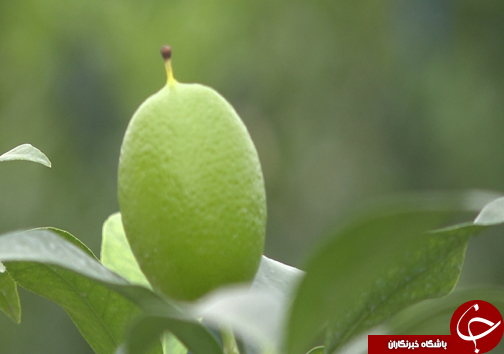 گلخانه&zwnj;هایی به وسعت یک روستا + فیلم