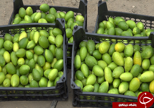 گلخانه&zwnj;هایی به وسعت یک روستا + فیلم