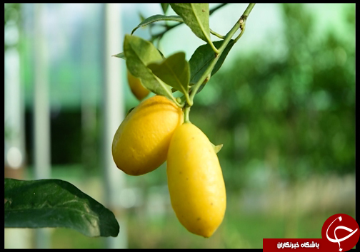 گلخانه&zwnj;هایی به وسعت یک روستا + فیلم