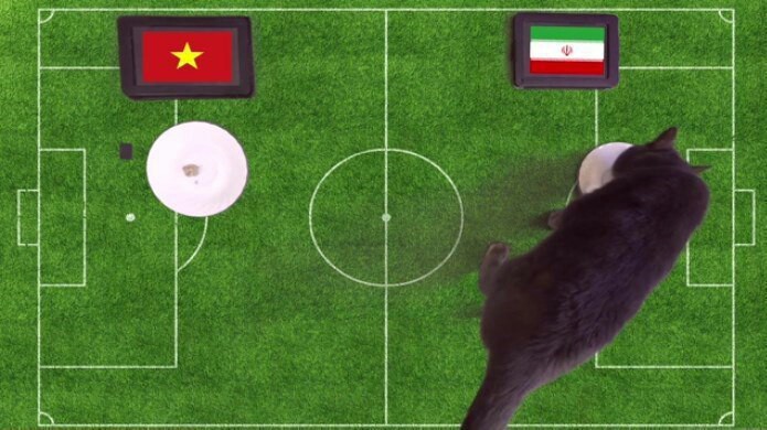 گربه پیشگو نتیجه دیدار تیم&zwnj;های ملی فوتبال ایران - ویتنام را پیش&zwnj;بینی کرد