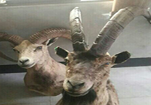 ۲ کله قوچ و کل وحشی از یک منزل سر درآورد